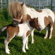 Jim Jam, born 4 June 2013